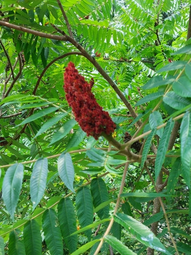 Essigbaum — Bild 4