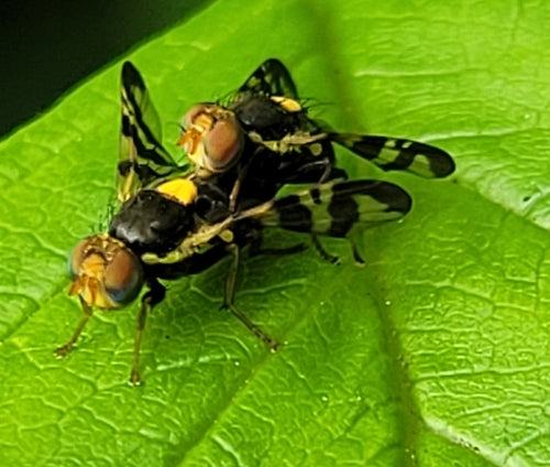 Europäische Kirschfruchtfliege — Bild 3