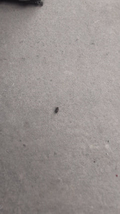Gemeiner Speckkäfer
