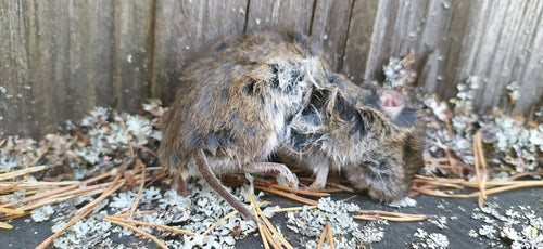 Feldmaus — Bild 5