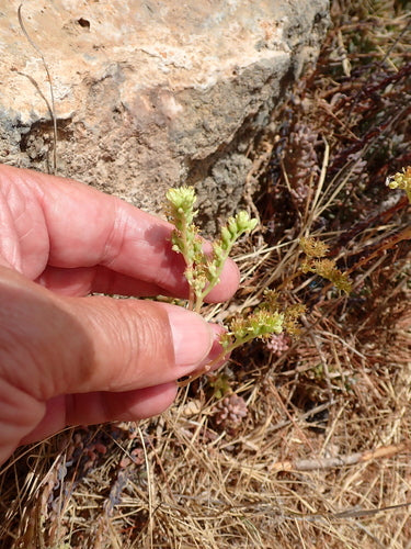 Felsen-Fetthenne — Bild 5
