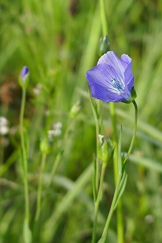 Flachs — Bild 5