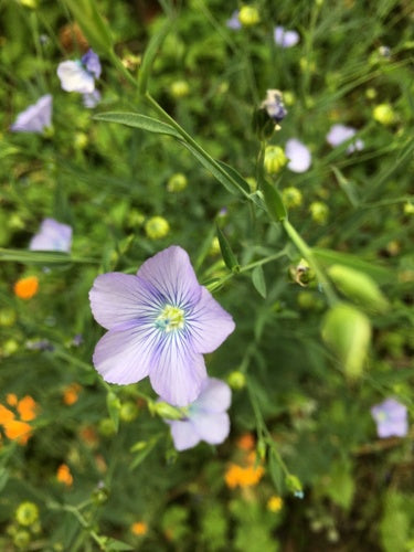 Flachs — Bild 4