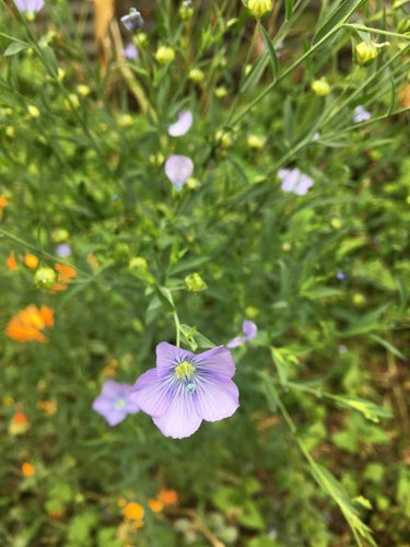 Flachs — Bild 3