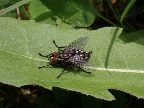 Fleischfliege — Bild 5