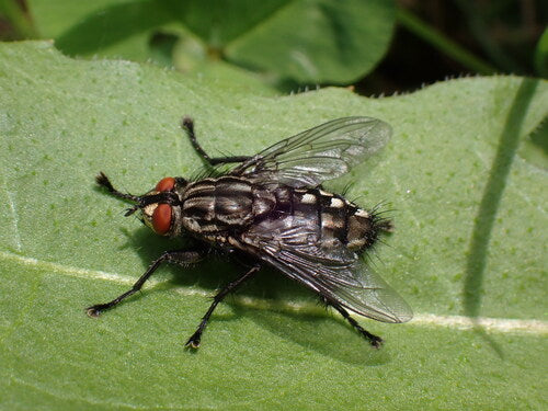 Fleischfliege — Bild 4