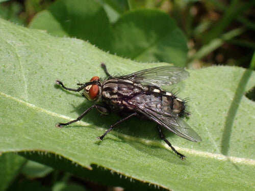 Fleischfliege — Bild 3