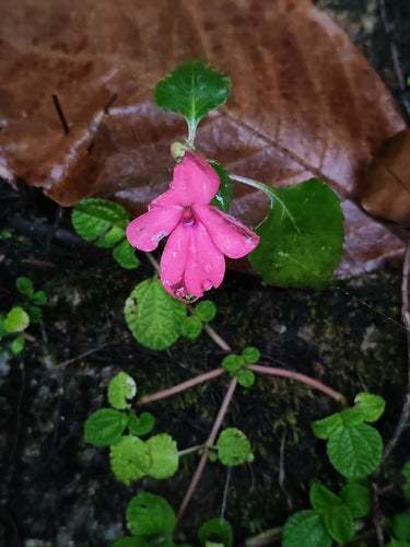 Fleissiges Lieschen — Bild 5