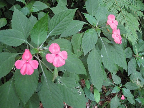 Fleissiges Lieschen — Bild 3