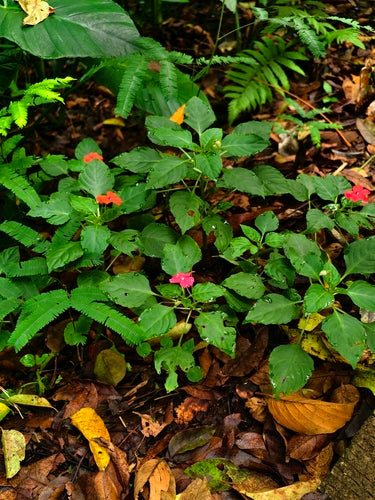 Fleissiges Lieschen — Bild 3