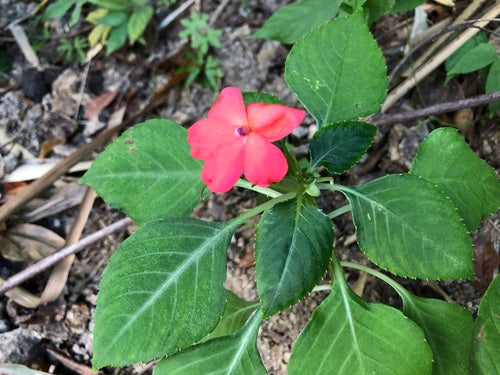 Fleissiges Lieschen — Bild 5