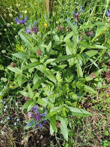 Flockenblume — Bild 5