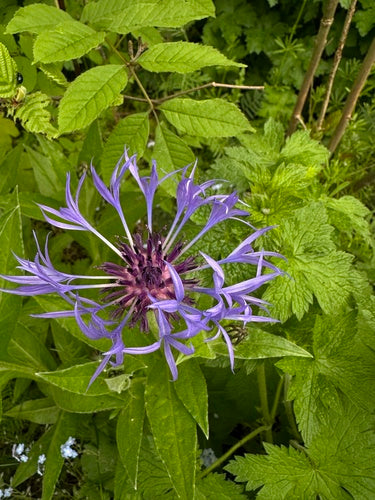 Flockenblume — Bild 4