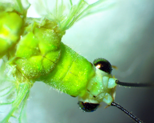 Florfliegen — Bild 5