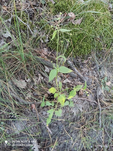 Franzosenkraut — Bild 4