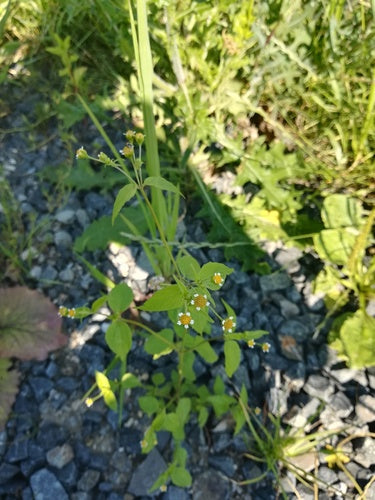 Franzosenkraut — Bild 3