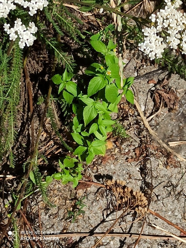 Franzosenkraut — Bild 1