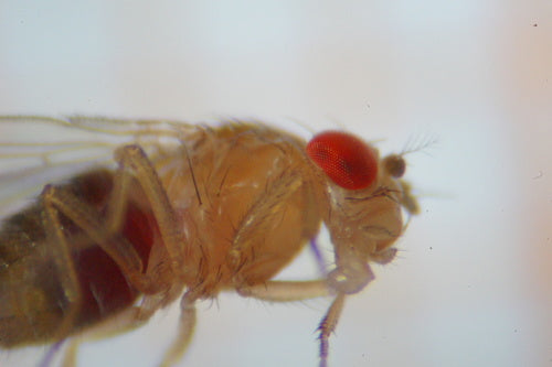 Fruchtfliege — Bild 5