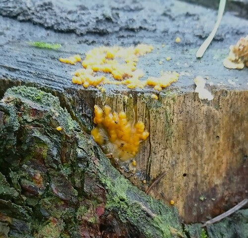Fusarium-Schimmelpilze — Bild 4