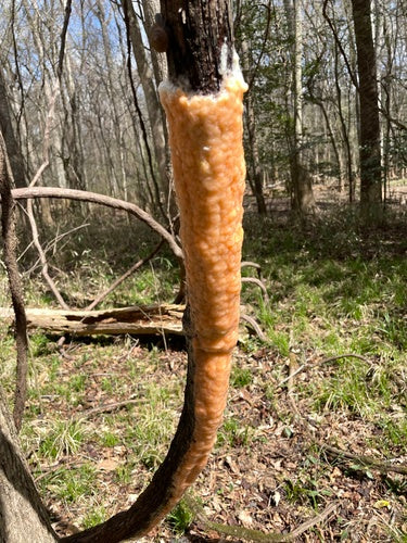 Fusarium-Schimmelpilze — Bild 3