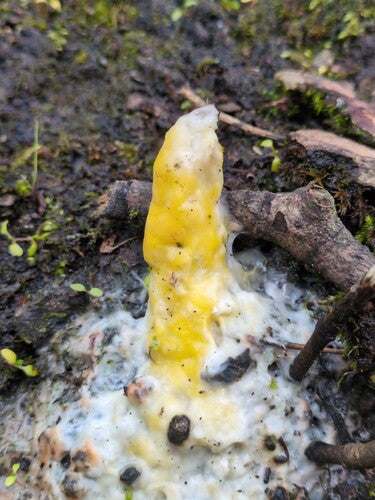 Fusarium-Schimmelpilze — Bild 3
