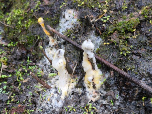 Fusarium-Schimmelpilze — Bild 2
