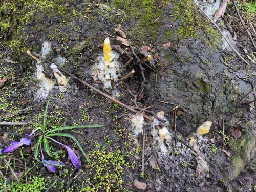 Fusarium-Schimmelpilze — Bild 1