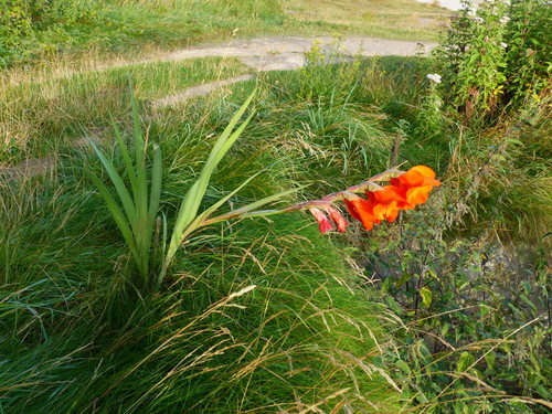 Garten-Gladiole — Bild 4