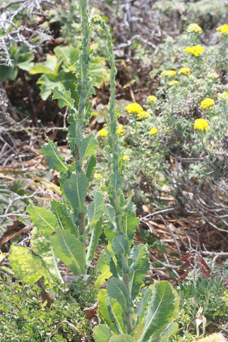 Gartensalat — Bild 3
