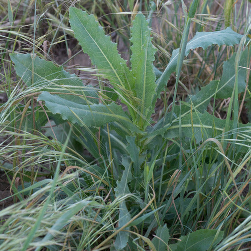 Gartensalat — Bild 2