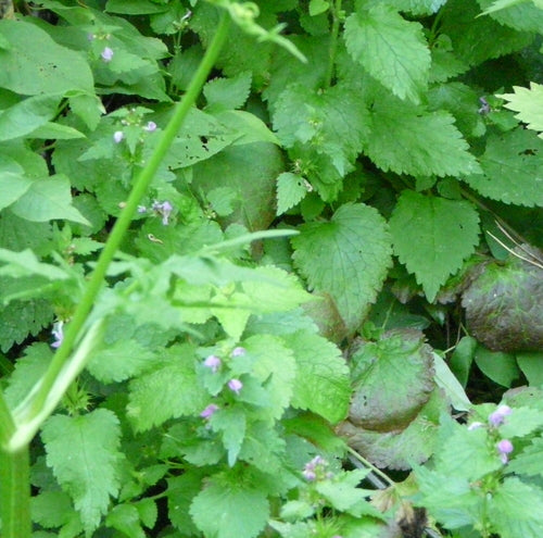 Gefleckte Taubnessel — Bild 5