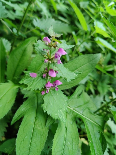 Gefleckte Taubnessel — Bild 4