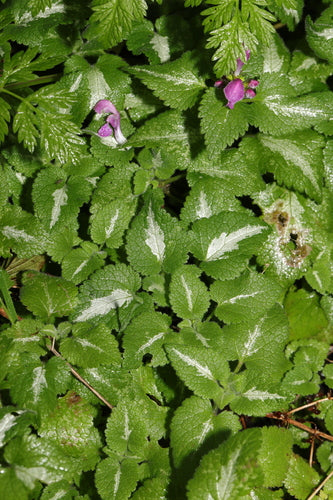 Gefleckte Taubnessel — Bild 3