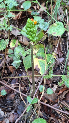 Gefleckter Aronstab — Bild 5