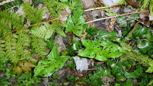 Gefleckter Aronstab — Bild 2