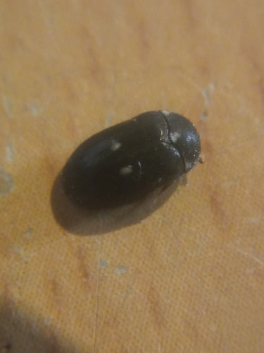 Gefleckter Pelzkäfer — Bild 4