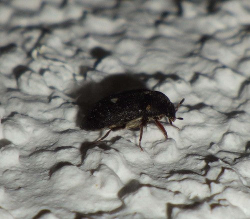 Gefleckter Pelzkäfer — Bild 5