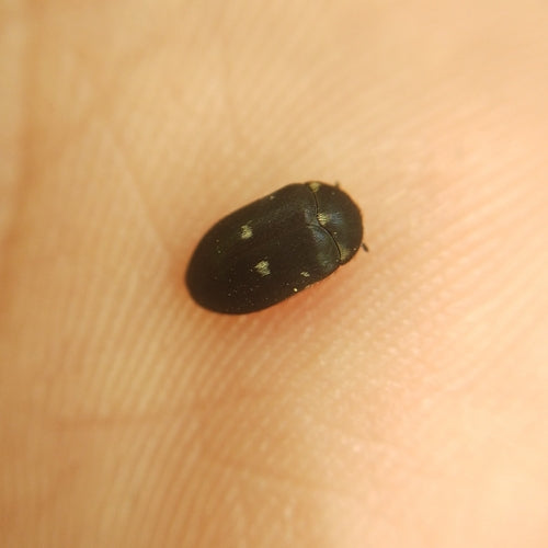 Gefleckter Pelzkäfer — Bild 3