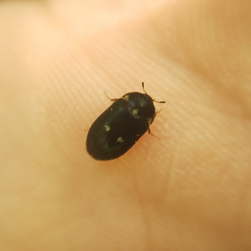 Gefleckter Pelzkäfer — Bild 2