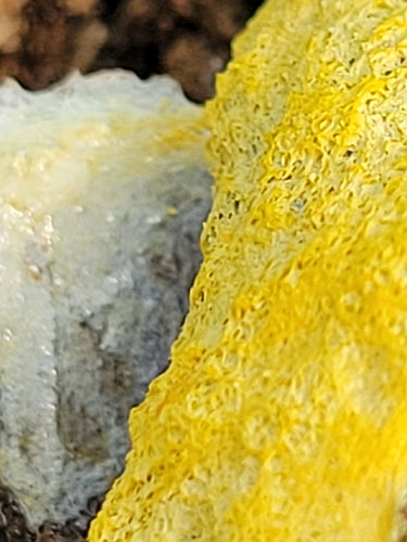 Gelbe Lohblüte — Bild 5