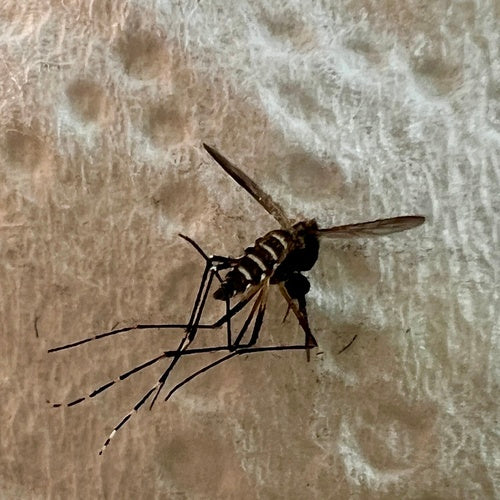 Gelbfiebermücke — Bild 4