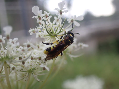 Gelbgefleckte Blattwespe — Bild 5