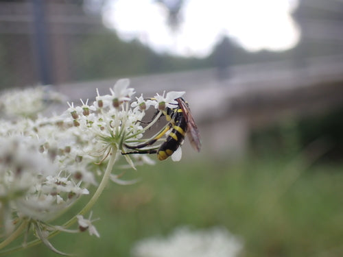 Gelbgefleckte Blattwespe — Bild 3