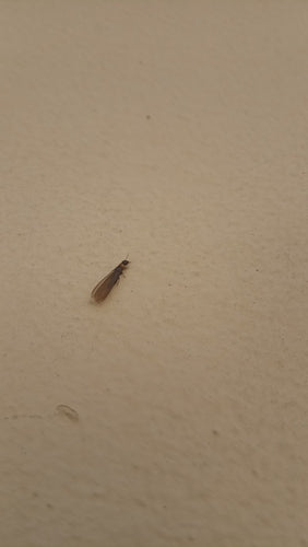 Gelbhalstermite — Bild 4