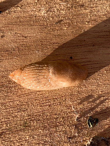 Gemeine Ackerschnecke — Bild 5