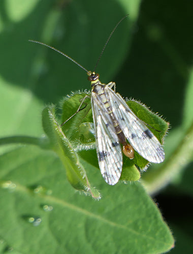 Gemeine Skorpionsfliege — Bild 5