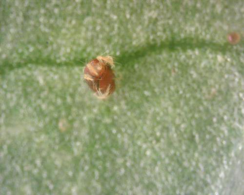 Gemeine Spinnmilbe — Bild 3