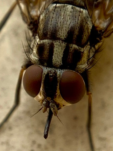 Gemeine Stechfliege — Bild 5