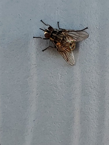 Gemeine Stechfliege — Bild 4