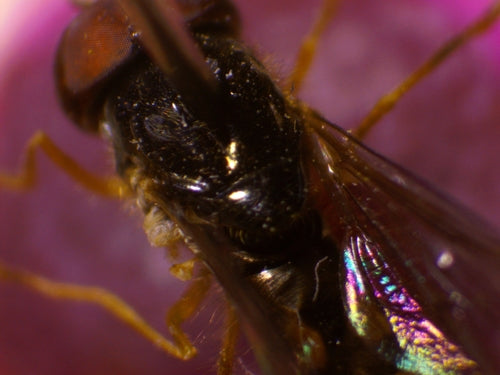 Gemeine Wiesenschwebfliege — Bild 5